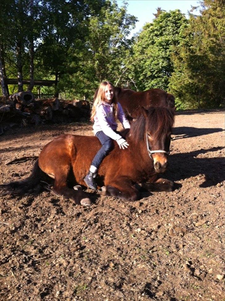 Islænder Bersi billede 15