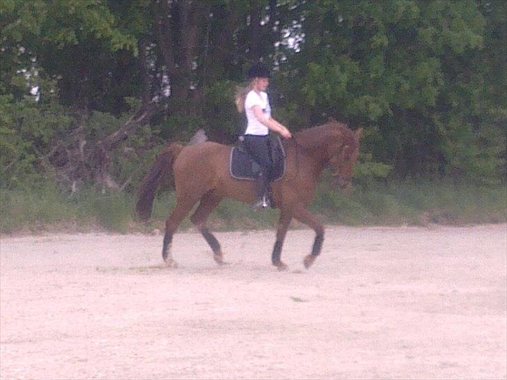 New Forest Simba B-PONY *R.I.P* billede 5