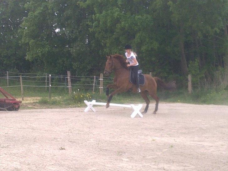 New Forest Simba B-PONY *R.I.P* billede 8