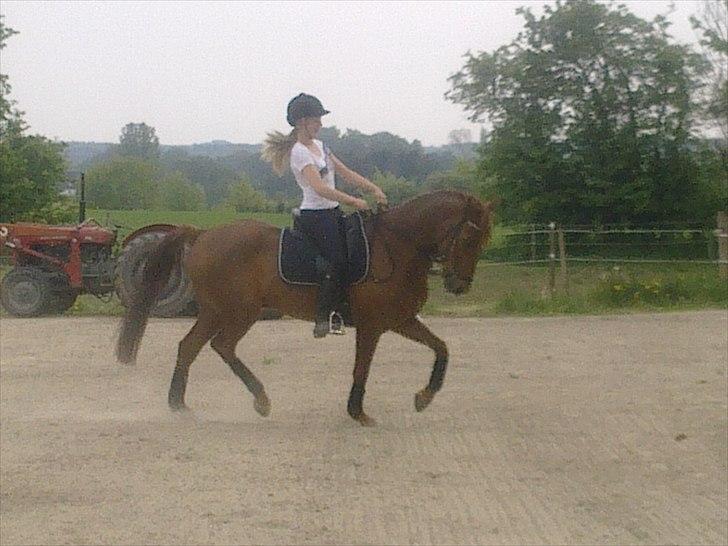 New Forest Simba B-PONY *R.I.P* billede 9