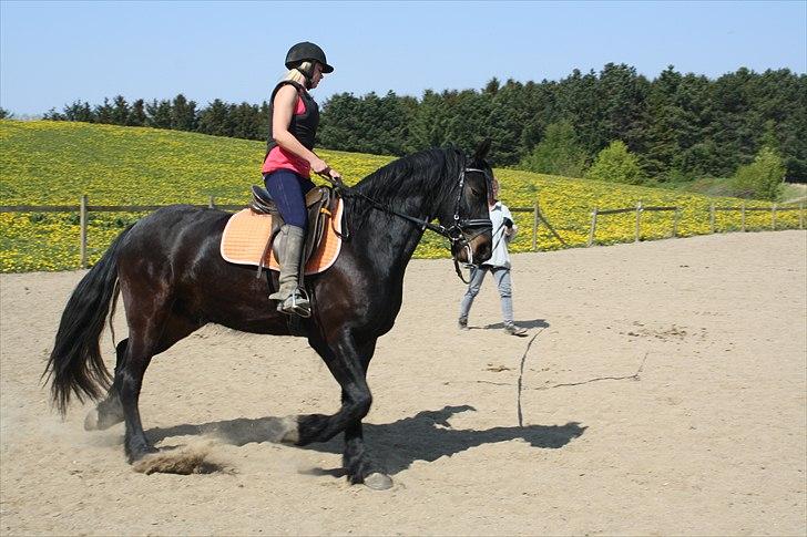 Anden særlig race Zafir( SOLGT) billede 15