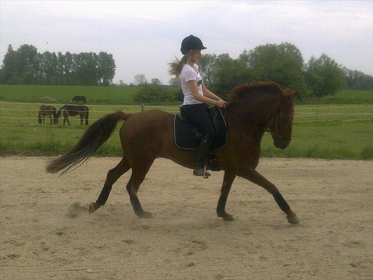 New Forest Simba B-PONY *R.I.P* billede 11