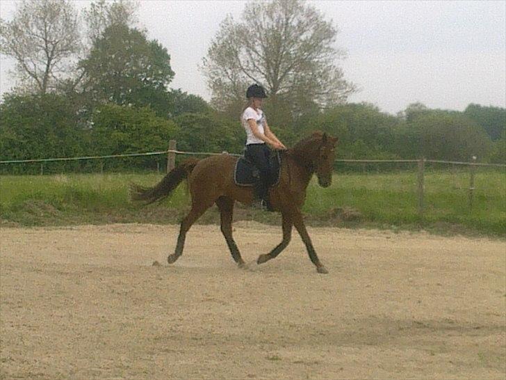 New Forest Simba B-PONY *R.I.P* billede 12