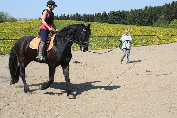 Anden særlig race Zafir( SOLGT) billede 16