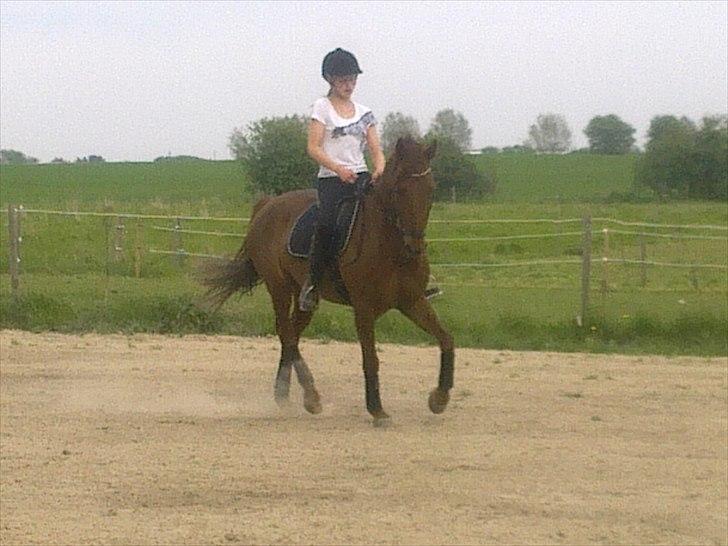 New Forest Simba B-PONY *R.I.P* billede 13