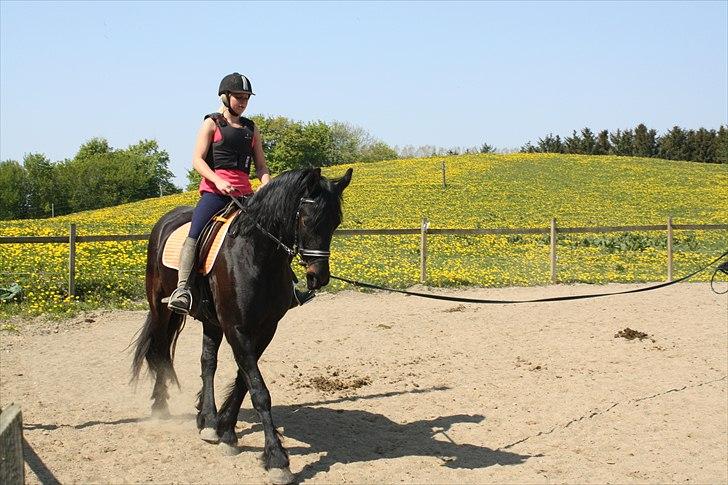 Anden særlig race Zafir( SOLGT) billede 17