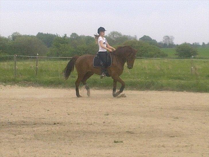 New Forest Simba B-PONY *R.I.P* billede 14