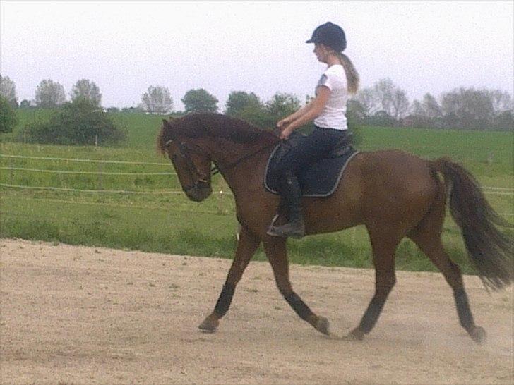 New Forest Simba B-PONY *R.I.P* billede 15