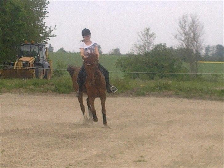 New Forest Simba B-PONY *R.I.P* - Tak fordi i kiggede forbi! :) Læg gerne en kommentar! <3 billede 20