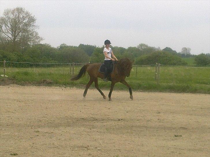 New Forest Simba B-PONY *R.I.P* billede 16