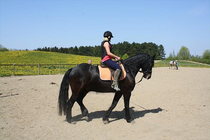 Anden særlig race Zafir( SOLGT) billede 18