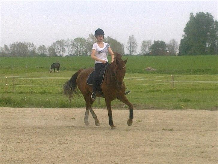 New Forest Simba B-PONY *R.I.P* billede 17