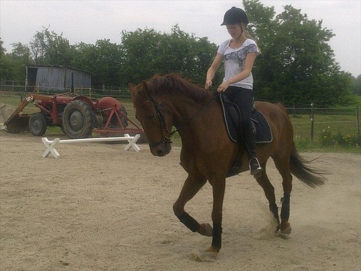 New Forest Simba B-PONY *R.I.P* billede 18