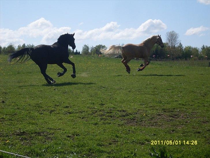 Palomino RAINBOW FIRE ON ICE - Den dag jeg fik ham.
Dorje og Rowina i fuld galop :) billede 6