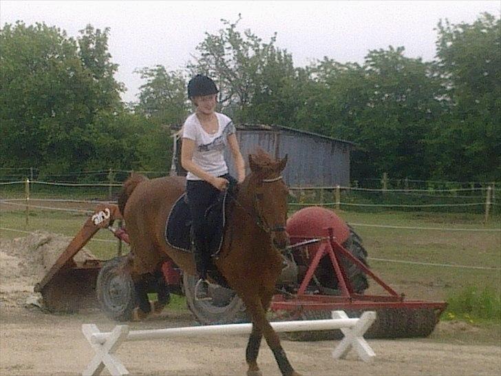 New Forest Simba B-PONY *R.I.P* billede 19