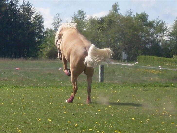 Palomino RAINBOW FIRE ON ICE - Den dag jeg fik ham.
Dorje viser lige hvordan man slår røven i vejret. :P billede 9