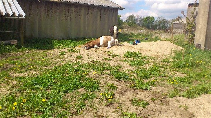 Anden særlig race prins bob tidliger pony - intet så slønt som at rulle sig i sandstakken billede 20