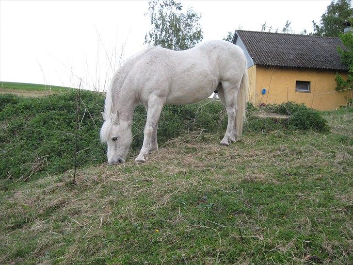 Anden særlig race Frisser (Might'N Magic) billede 1