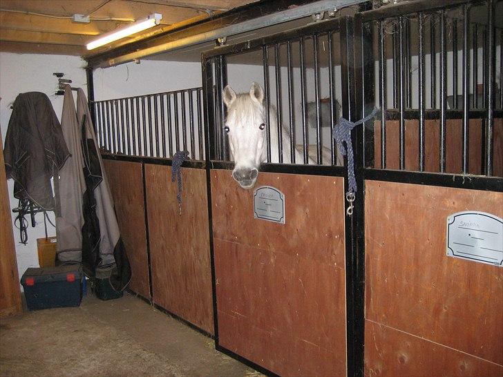 Anden særlig race Frisser (Might'N Magic) billede 2