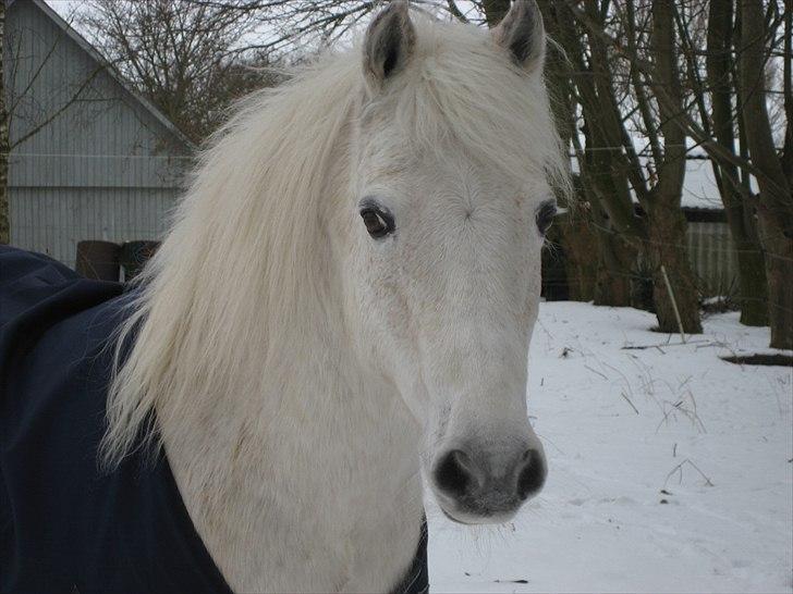 Anden særlig race Frisser (Might'N Magic) billede 3