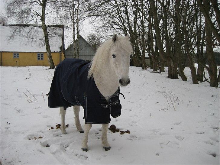 Anden særlig race Frisser (Might'N Magic) billede 4