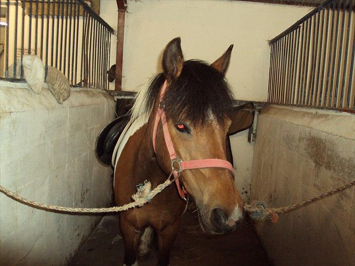 Anden særlig race Sabi  billede 6