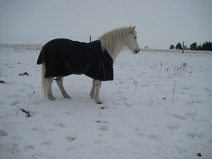 Anden særlig race Frisser (Might'N Magic) billede 5