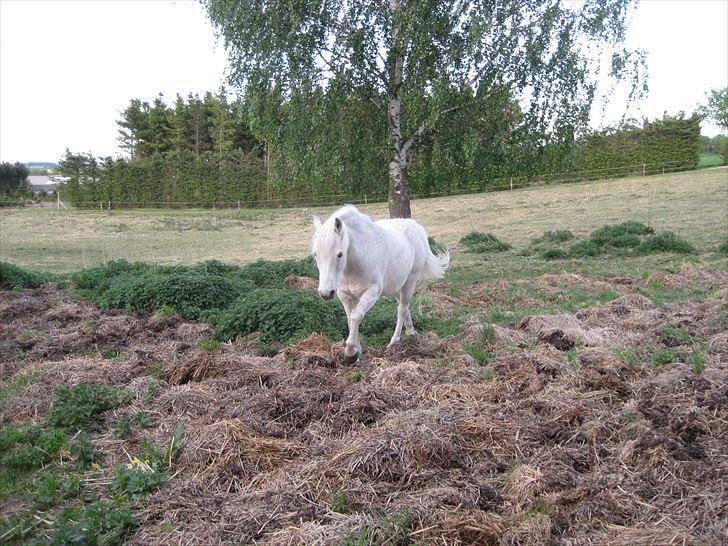 Anden særlig race Frisser (Might'N Magic) billede 6