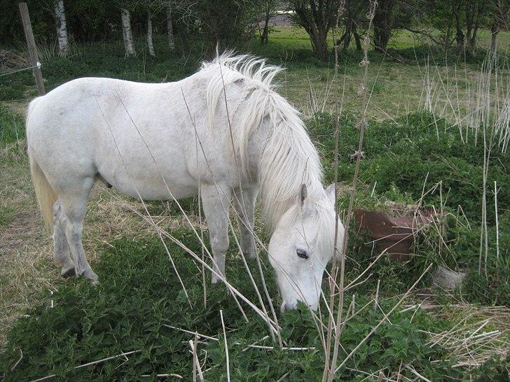 Anden særlig race Frisser (Might'N Magic) billede 7
