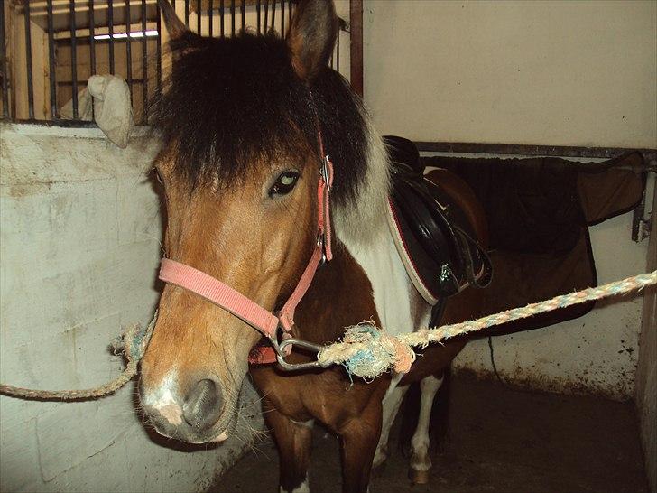 Anden særlig race Sabi  billede 7