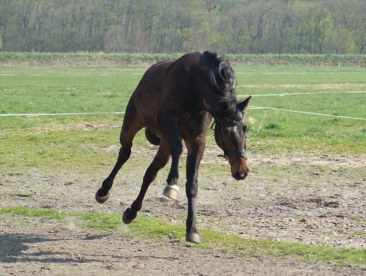 Dansk Varmblod Skovly´s Loui Lepeen  billede 17