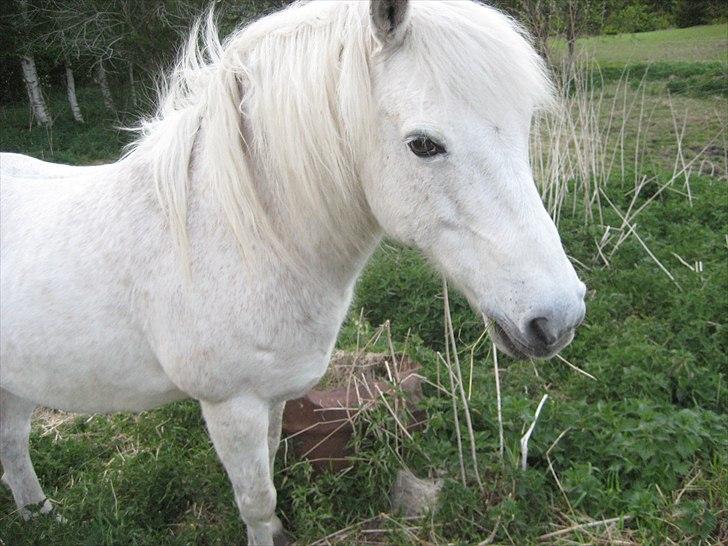 Anden særlig race Frisser (Might'N Magic) billede 8