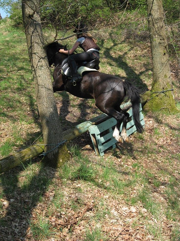 Anden særlig race Sjonnie Skywalker <3! R.I.P Min skat<3! - til terræn springning i langå ved stefan brams  billede 15