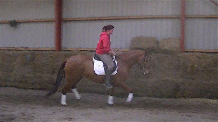 Hannoveraner vilija  billede 9