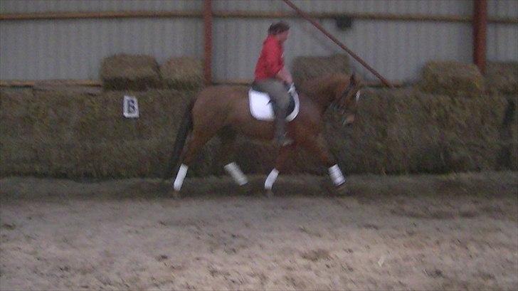 Hannoveraner vilija  billede 10