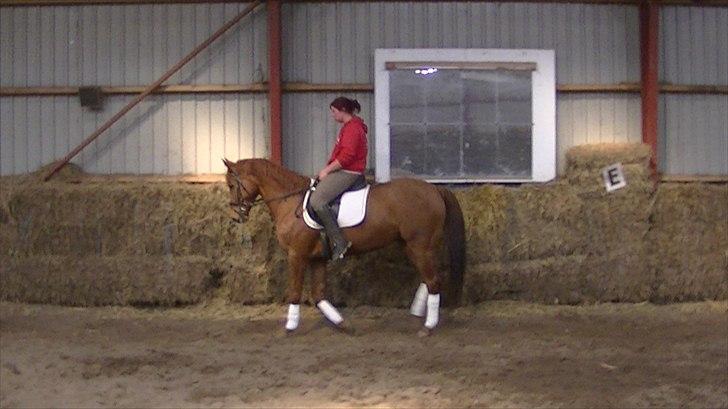 Hannoveraner vilija  billede 11