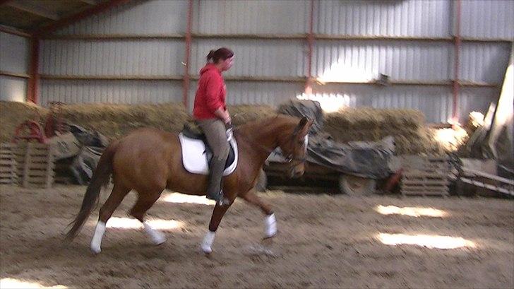 Hannoveraner vilija  billede 12