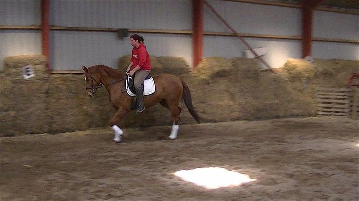 Hannoveraner vilija  billede 13