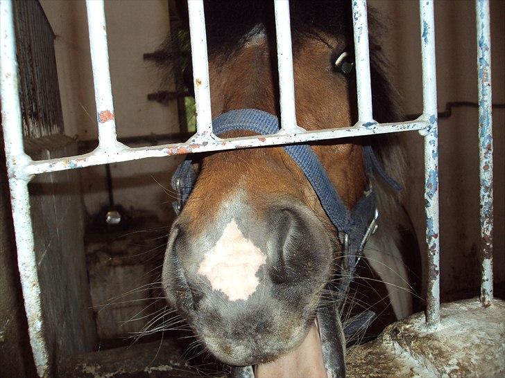 Anden særlig race Sabi  billede 8