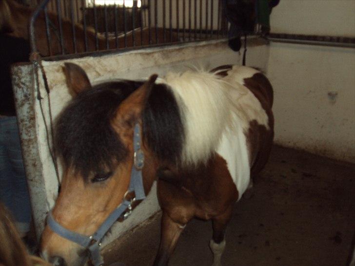 Anden særlig race Sabi  billede 9