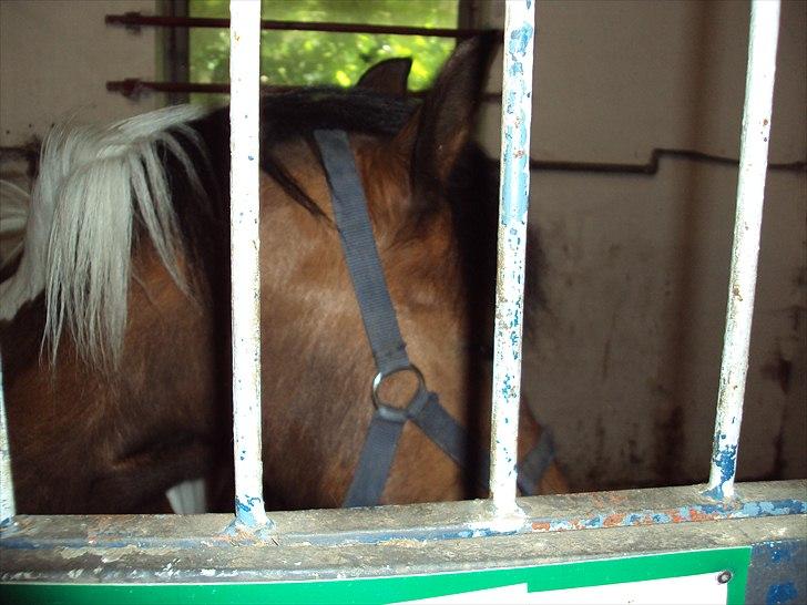 Anden særlig race Sabi  billede 10