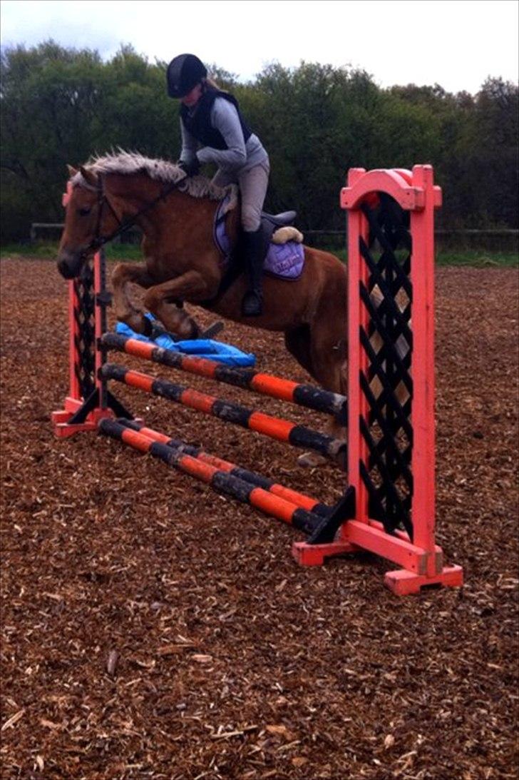 Anden særlig race  Smilla <3:i billede 15