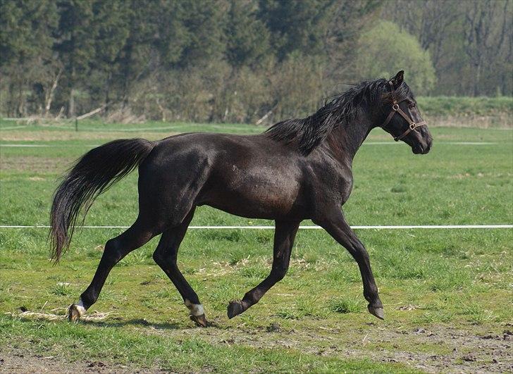 Dansk Varmblod Skovly's Skywalker billede 13