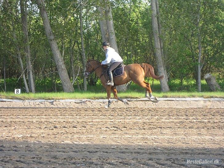 Hollandsk Sportspony Monarch Van Klaverborch billede 2