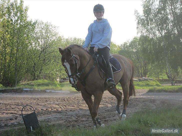 Hollandsk Sportspony Monarch Van Klaverborch billede 3