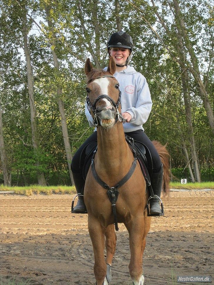 Hollandsk Sportspony Monarch Van Klaverborch billede 4
