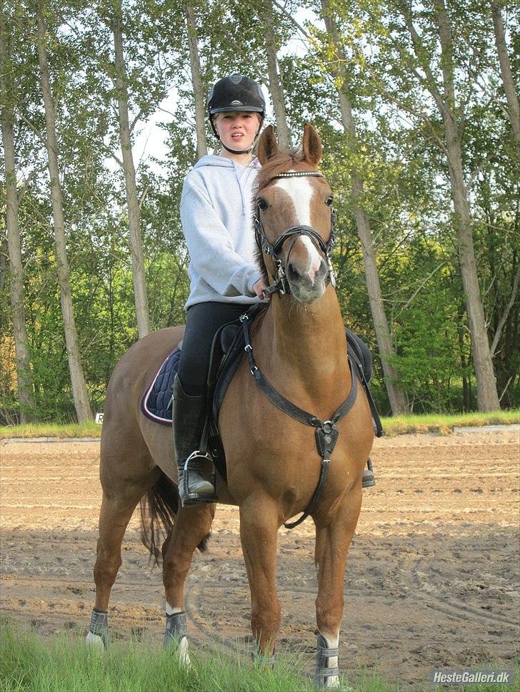 Hollandsk Sportspony Monarch Van Klaverborch - jeg sad virkelig og undrede mig over hvad han hvde fået øje på billede 5