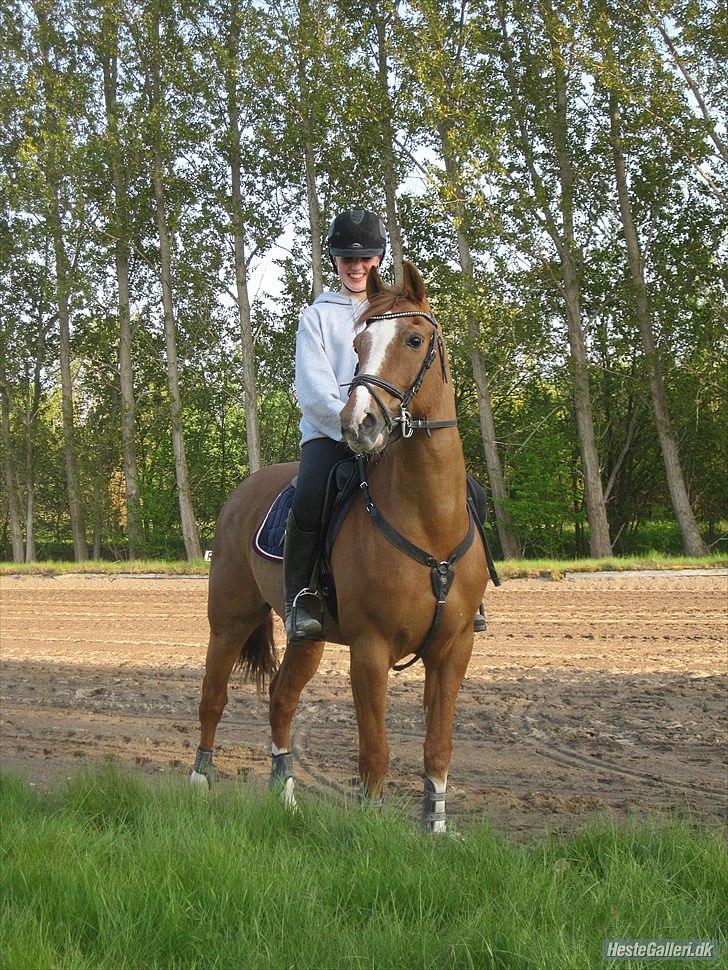 Hollandsk Sportspony Monarch Van Klaverborch billede 6