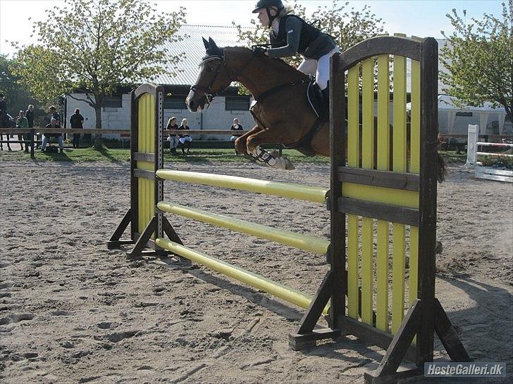 Hollandsk Sportspony Monarch Van Klaverborch - fin springer billede 7
