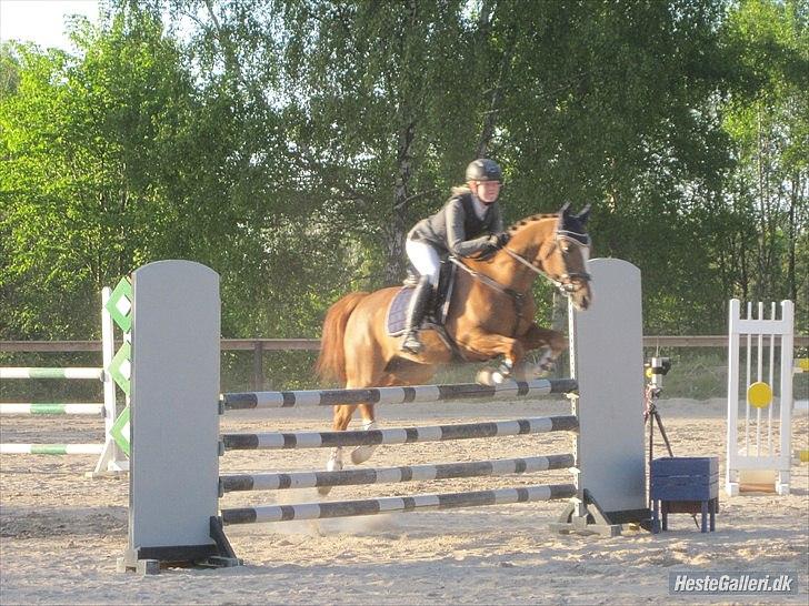 Hollandsk Sportspony Monarch Van Klaverborch - love it billede 9